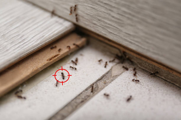 Best Emergency Pest Control  in Palatine, IL